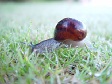 Snail Crawling.jpg